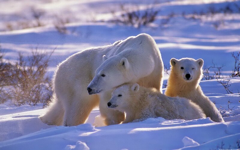Polar bear family in snow
