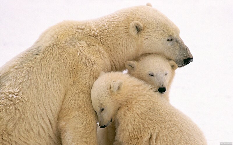 Polar bear family in snow