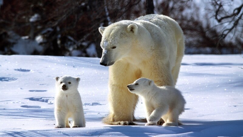 Polar bear family in snow