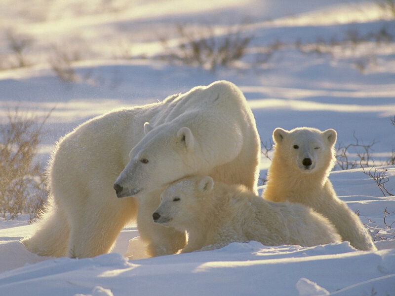 Polar bear family in snow