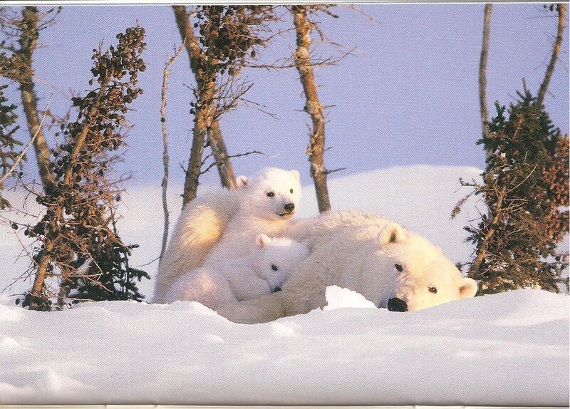 Polar bear family in snow
