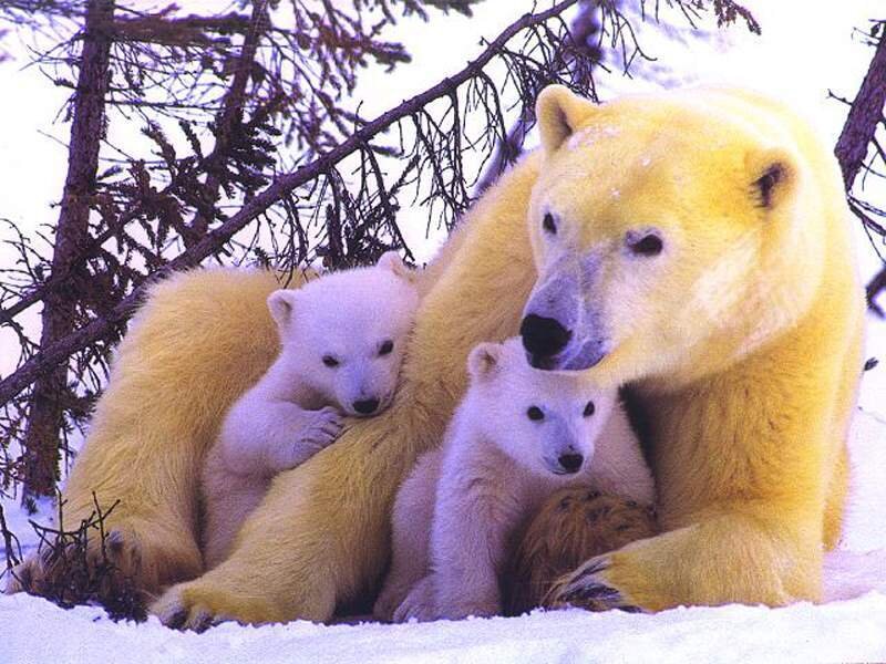 Polar bear family in snow