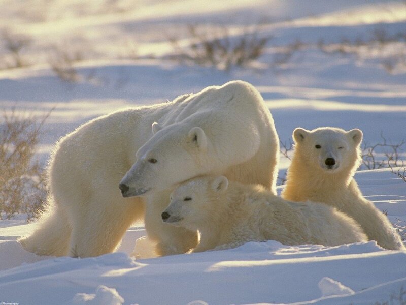 Polar bear family in snow