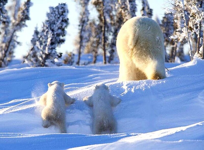 Polar bear family in snow