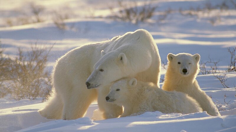 Polar bear family in snow