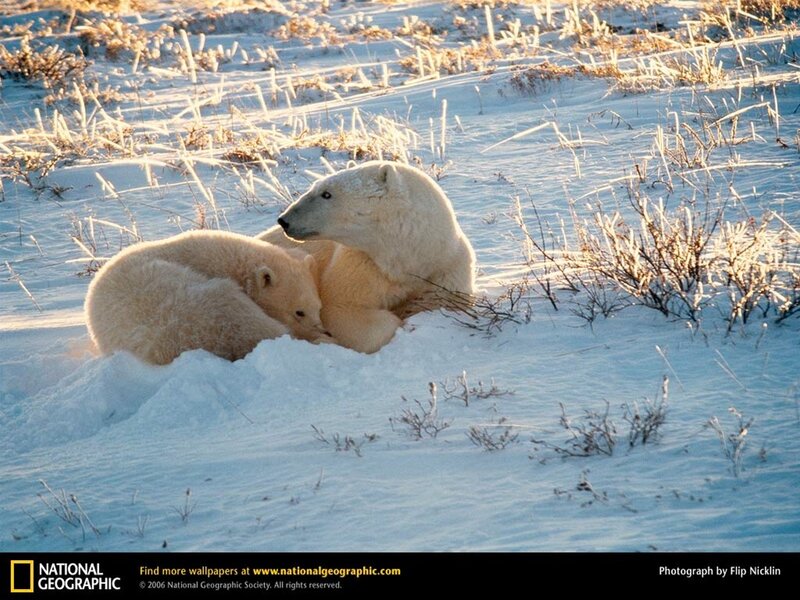 Polar bear family in snow