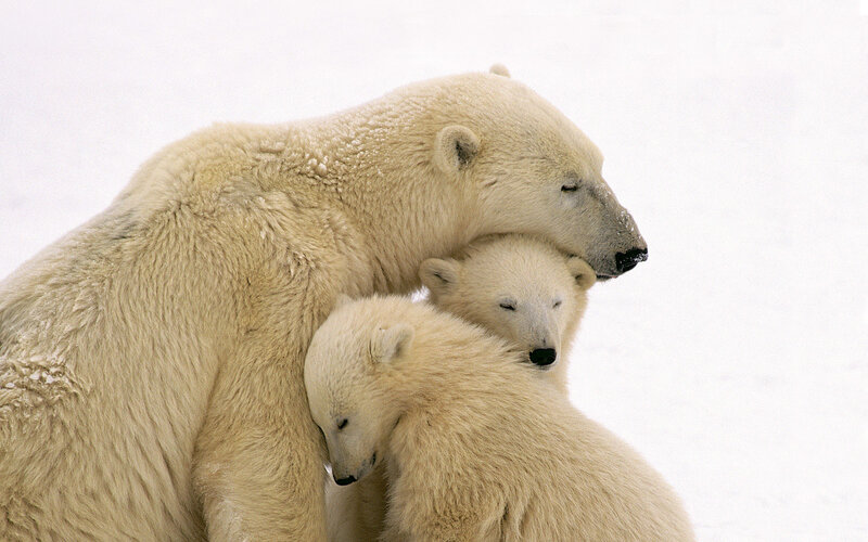 Polar bear family in snow