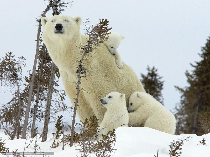 Polar bear family in snow