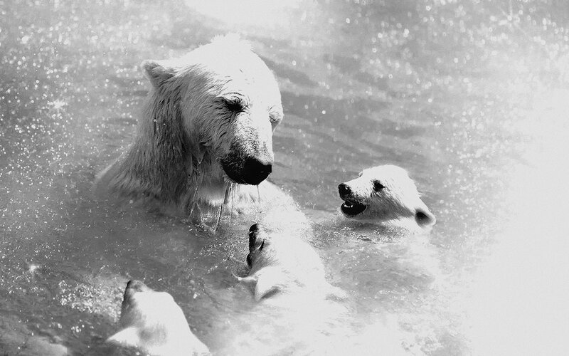 Polar Bear Family in Water — Black