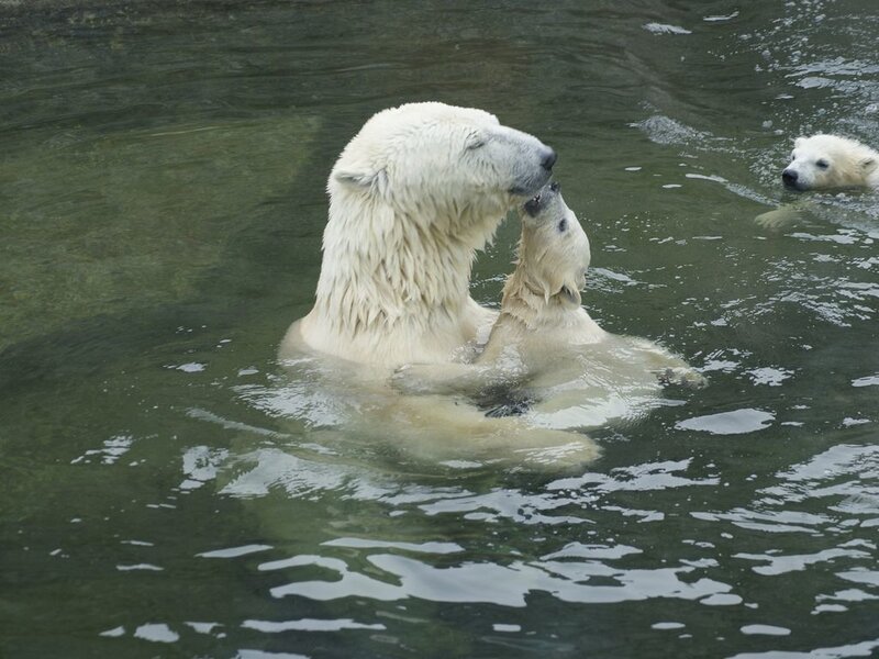 Polar Bear Family in Water