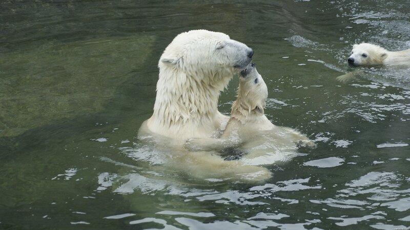 Polar Bear Family in Water — White, Calm, Photograph