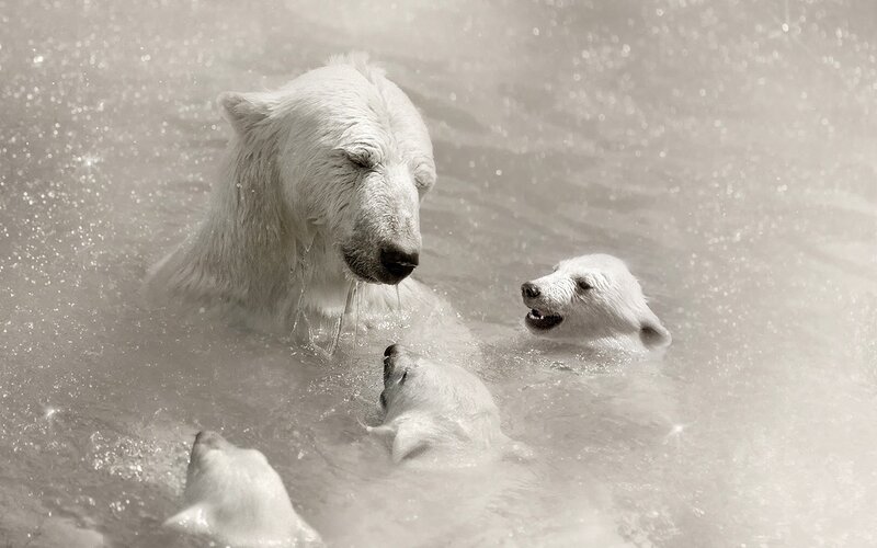 Polar Bear Family in Water — White, Playful, Photograph