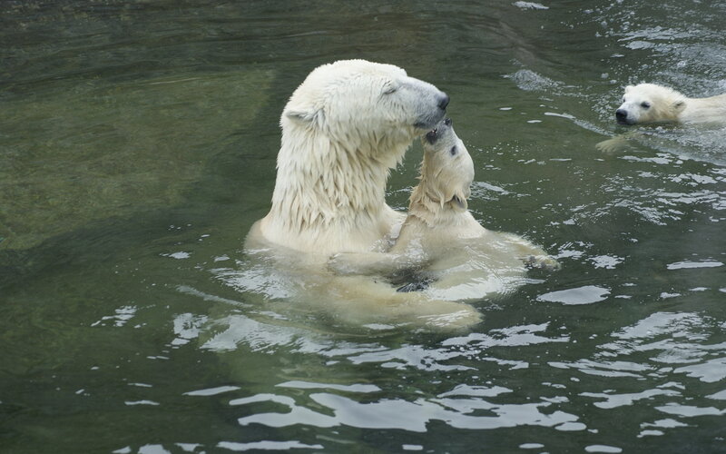 Polar Bear Family in Water — White