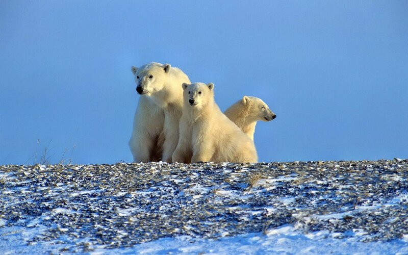 Polar bear family on a hill