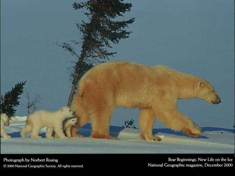 Polar bear family on ice