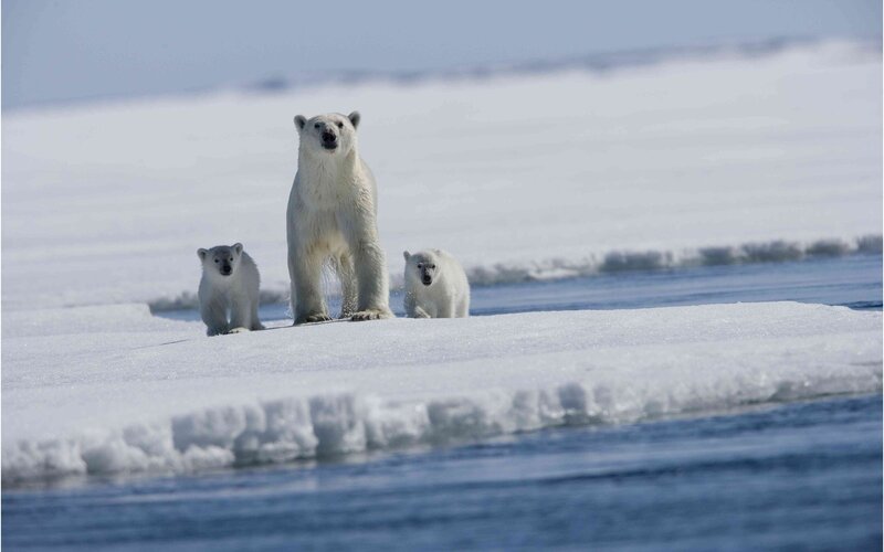 Polar bear family on ice