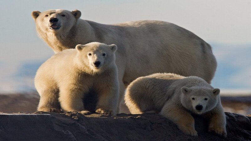 Polar bear family on ice