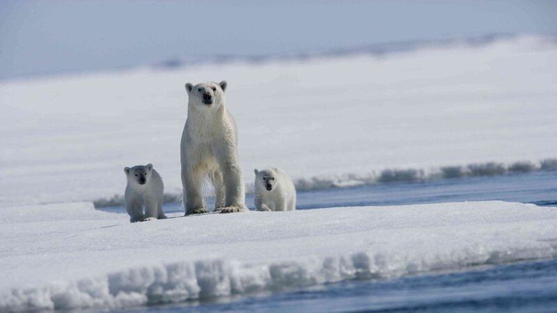 Polar bear family on ice