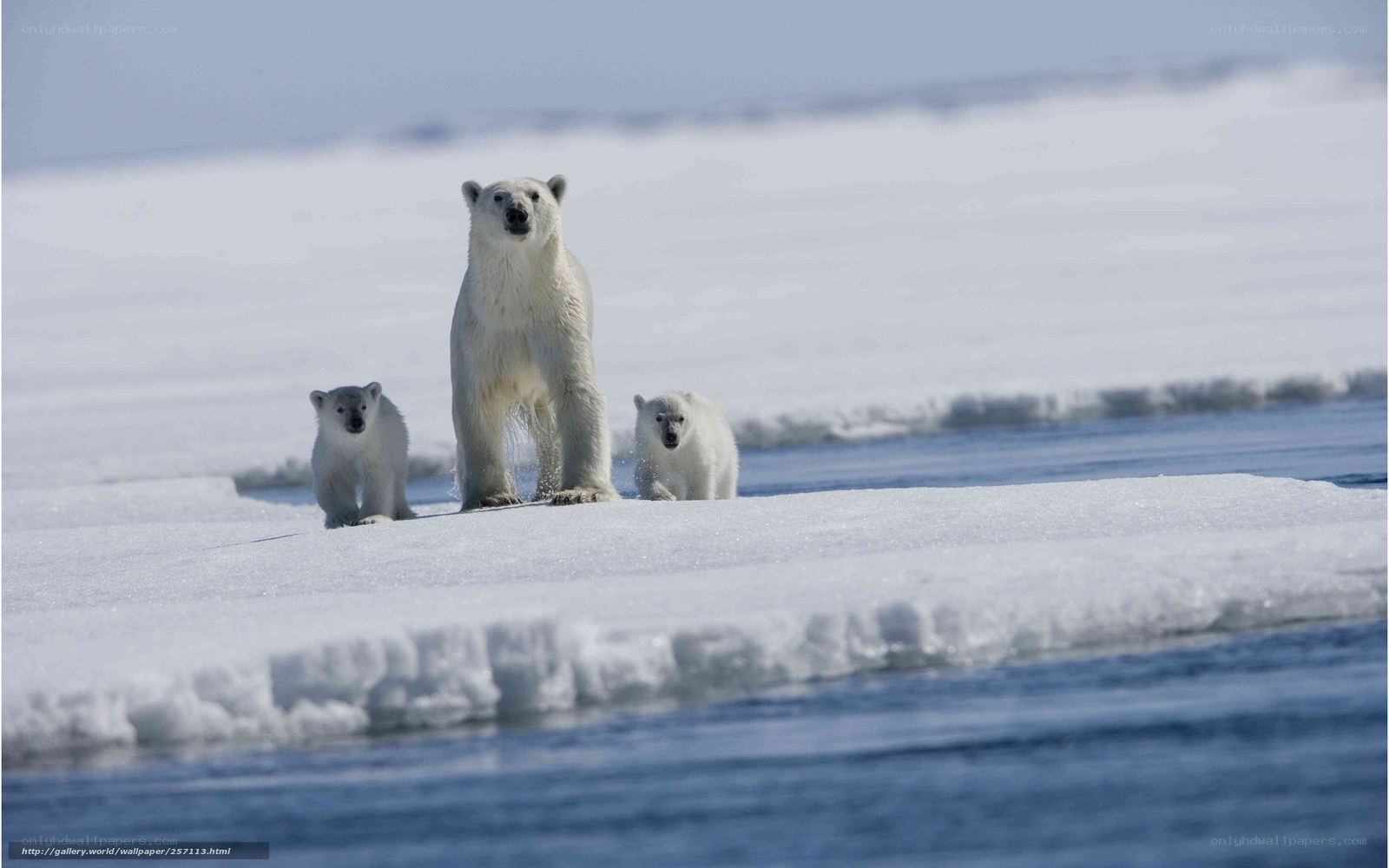 Polar bear family on ice