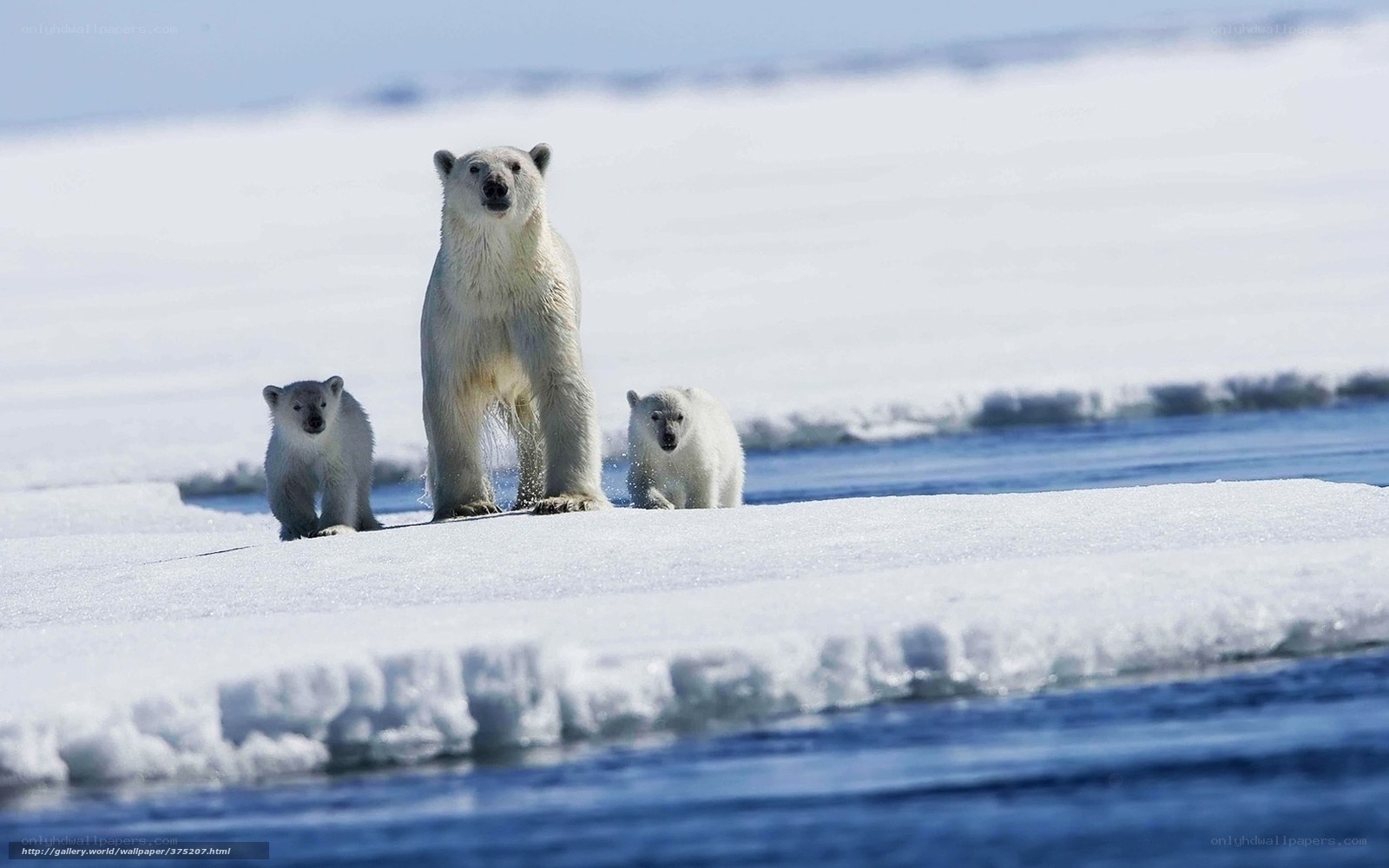 Polar bear family on ice