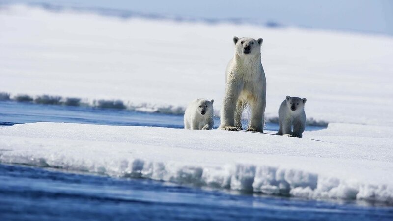 Polar bear family on ice