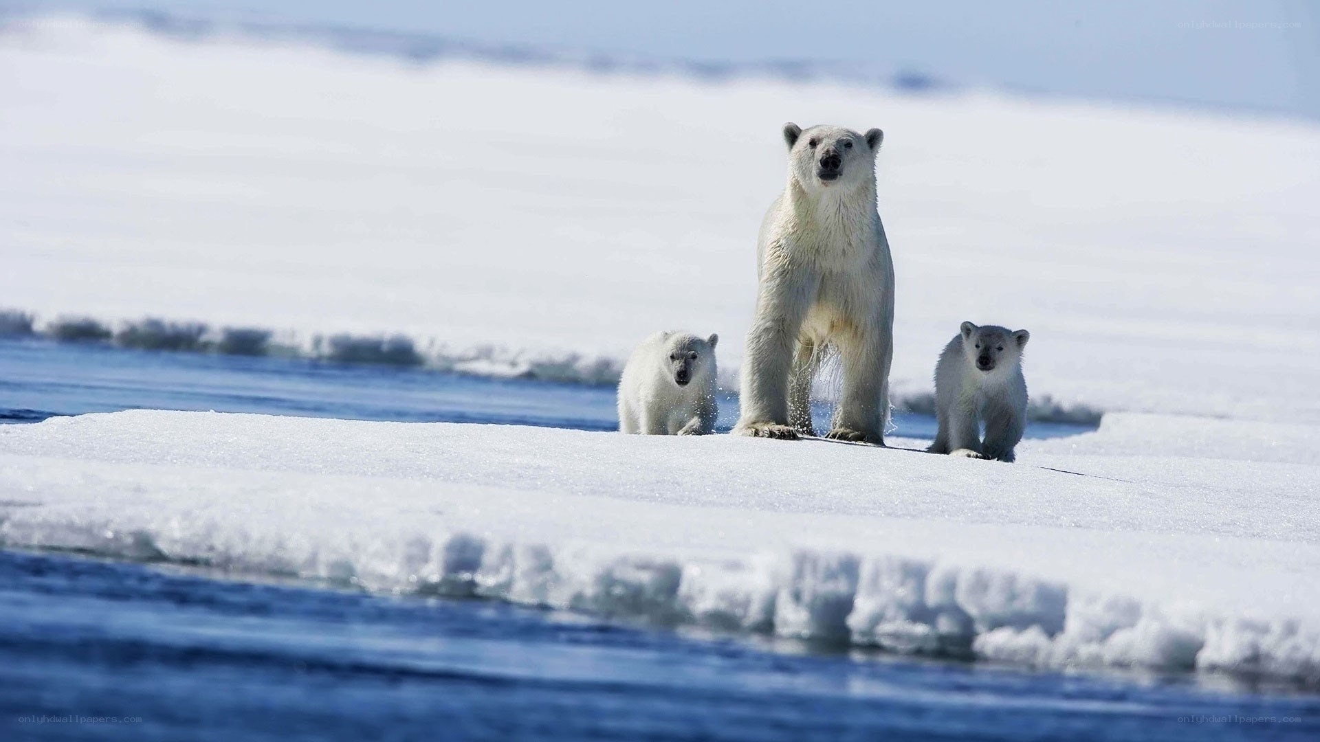 Polar bear family on ice