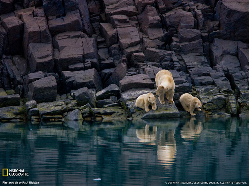 Polar bear family on rocks