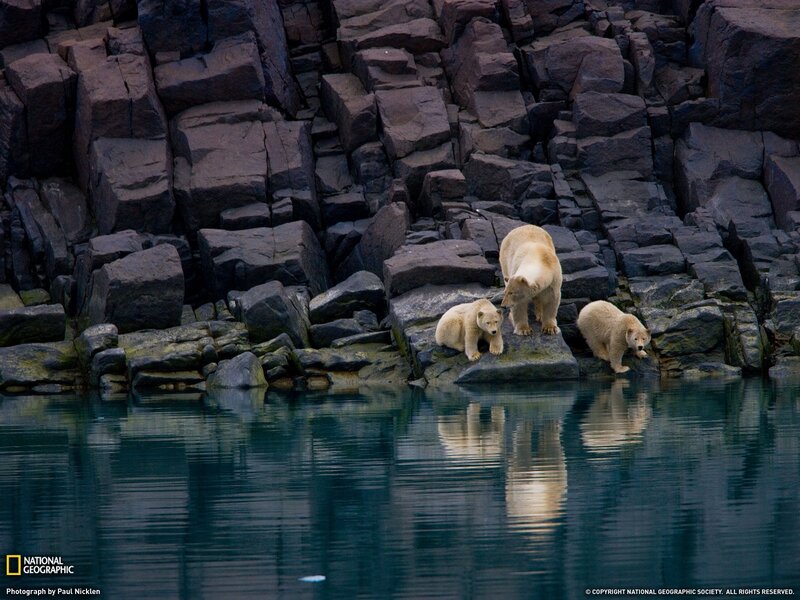 Polar bear family on rocks