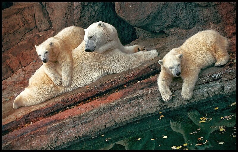 Polar Bear Family