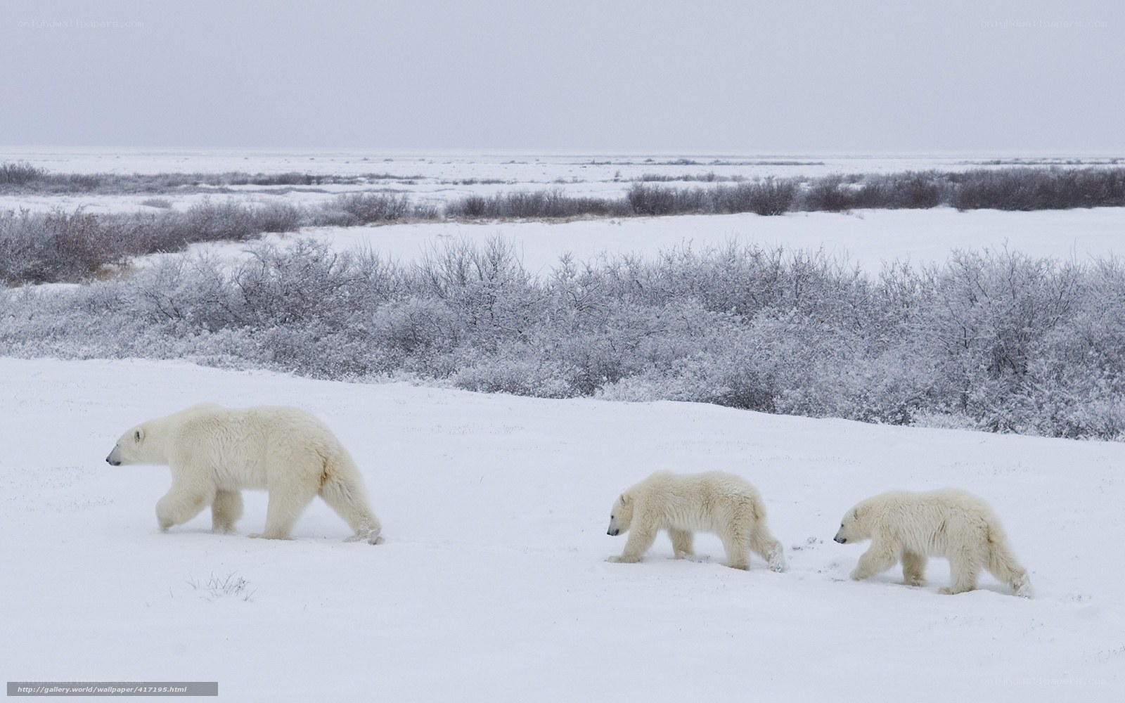 Polar bear family walking
