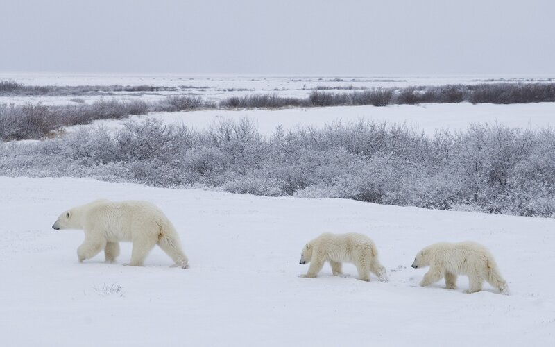 Polar bear family walking