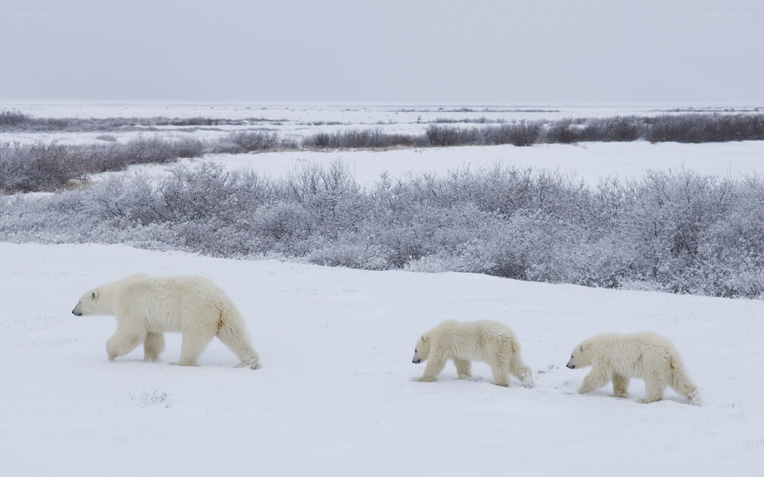 Polar bear family walking