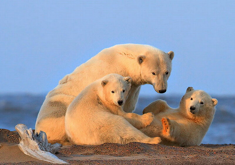 Polar Bear Family — White, Calm, Sunset