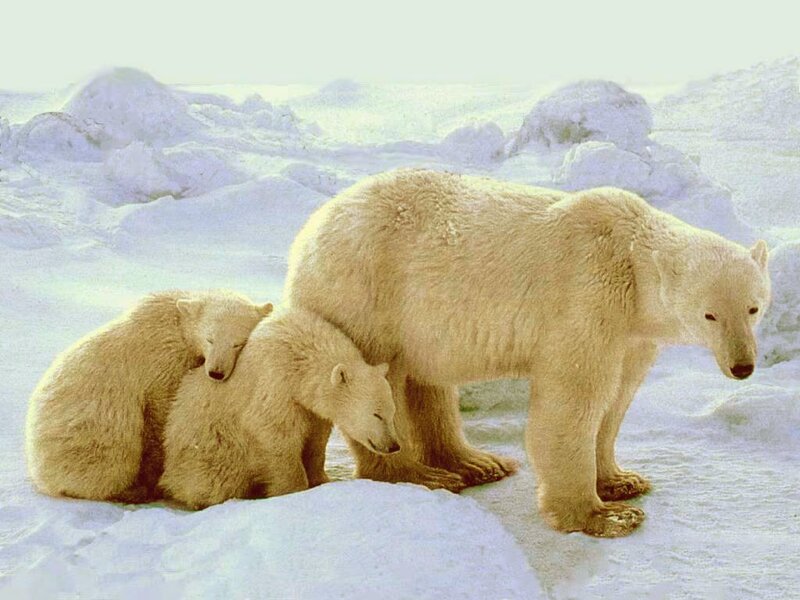 Polar Bear Family — White, Calm