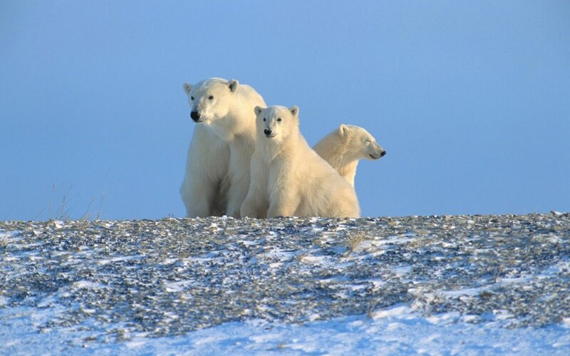 Polar Bear Family — White, Calm, Winter, Photograph, Snow, Sky