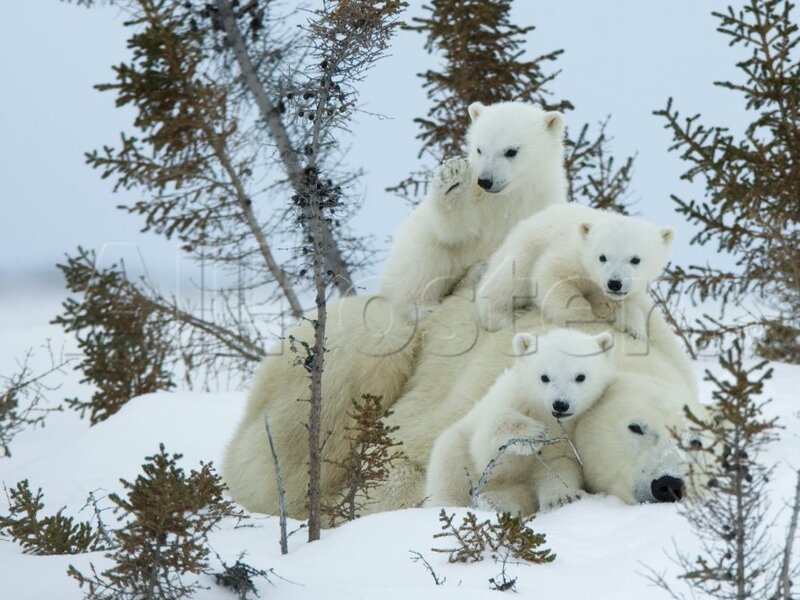 Polar Bear Family — White, Calm, Winter, Photograph, Snow