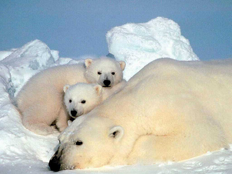 Polar Bear Family — White, Calm, Winter