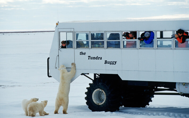 Polar Bear Family — White, Cold