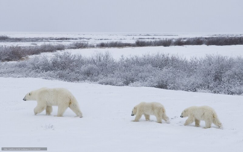 Polar Bear Family — White, Cold, Winter
