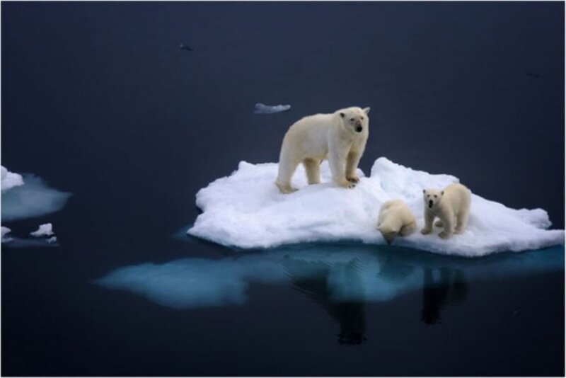 Polar Bear Family — White, Dramatic, Night