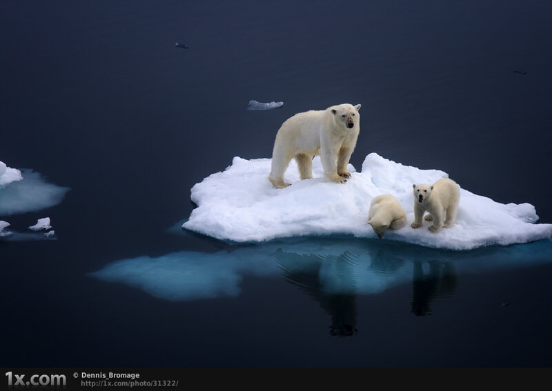 Polar Bear Family — White, Dramatic