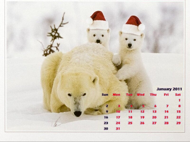 Polar Bear Family — White, Festive