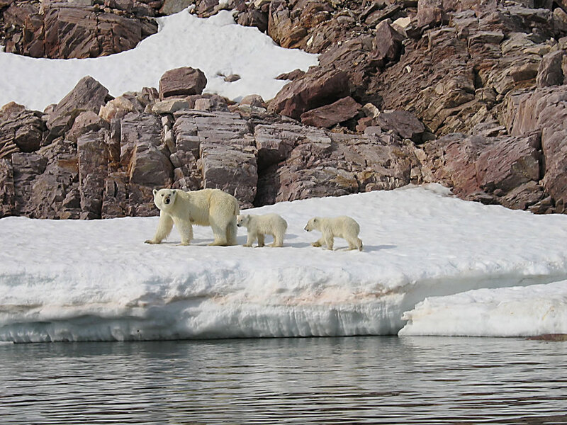 Polar Bear Family — White, Natural