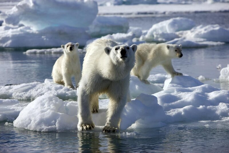 Polar Bear Family — White, Natural, Winter