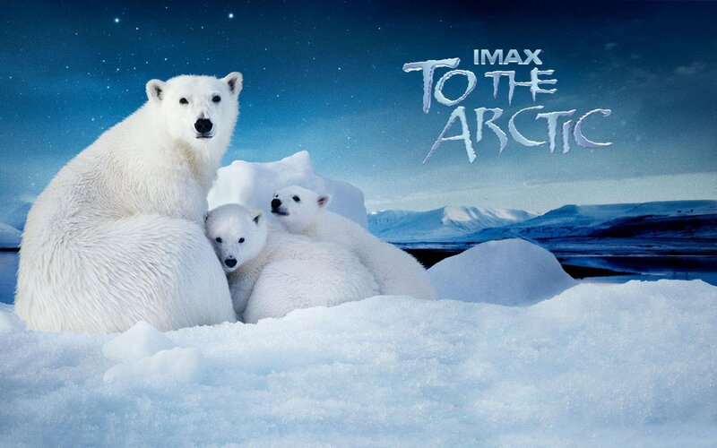 Polar Bear Family — White, Serene, Night