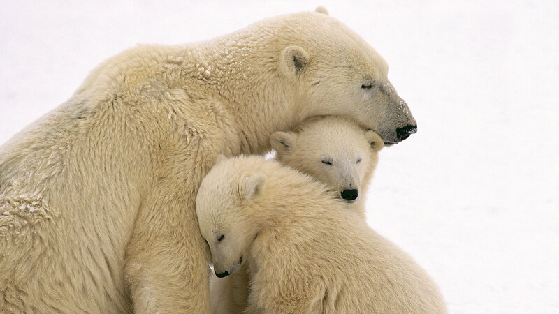 Polar Bear Family — White, Serene