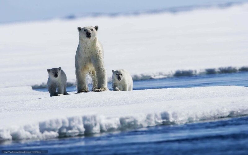Polar Bear Family — White, Serene, Winter, Photograph, Cubs