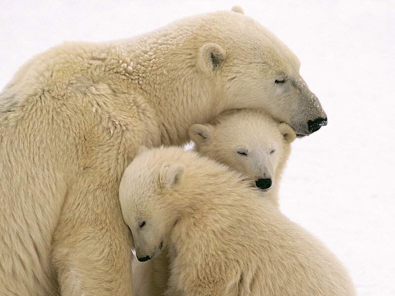 Polar Bear Family — White, Serene, Winter, Photograph, Snow