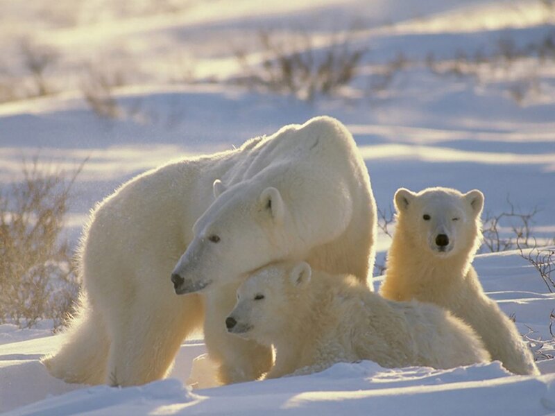 Polar Bear Family — White, Serene, Winter