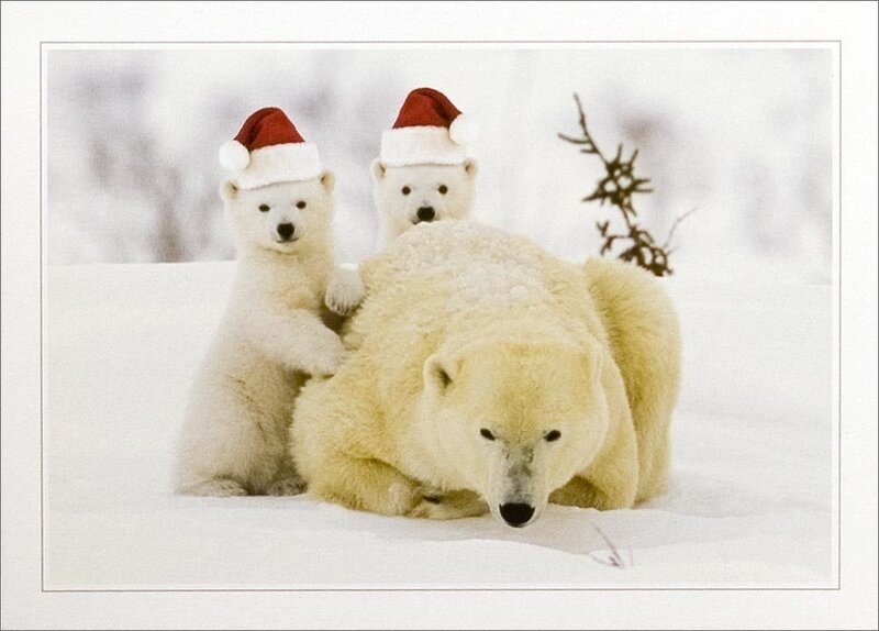 Polar Bear Family — White